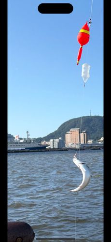 サバの釣果