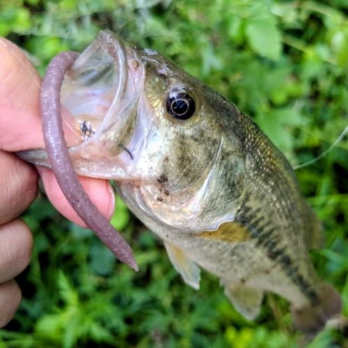 ラージマウスバスの釣果