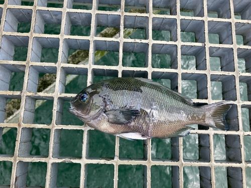 グレの釣果