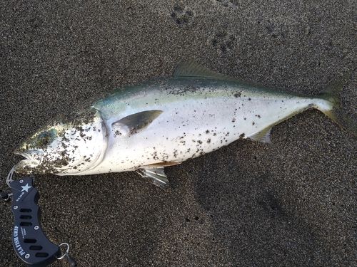 ワラサの釣果