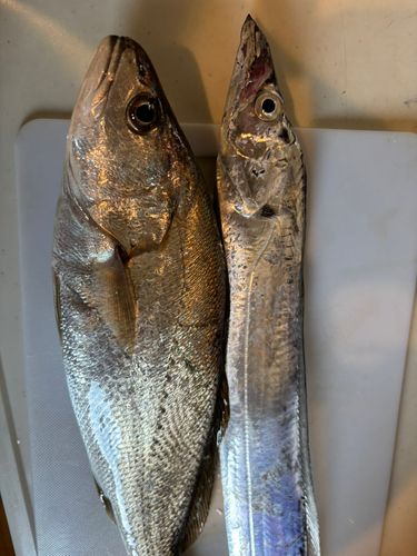 ニベの釣果