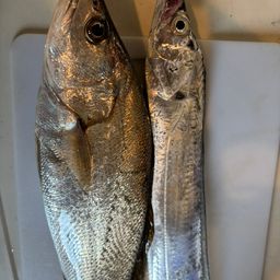 ニベ