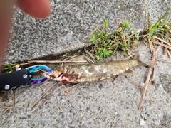 アユの釣果