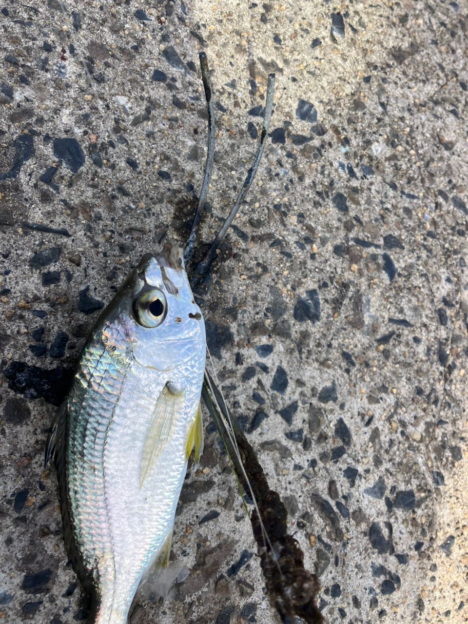 ダイミョウサギ