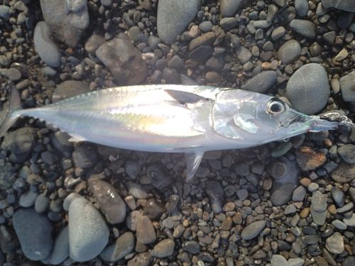 ソウダガツオの釣果