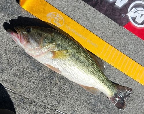 ラージマウスバスの釣果