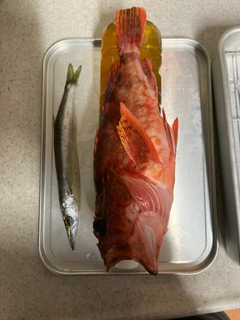 カサゴの釣果