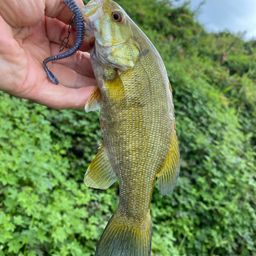 スモールマウスバス