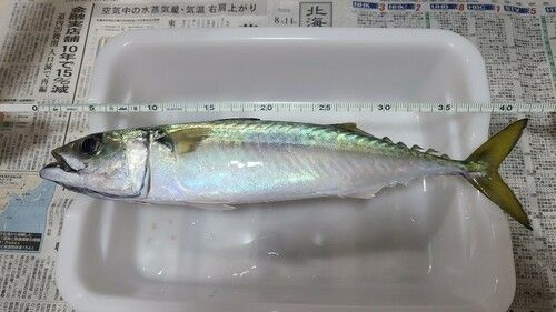 サバの釣果