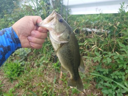 ラージマウスバスの釣果