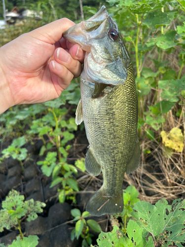 ラージマウスバスの釣果