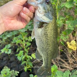 ラージマウスバス