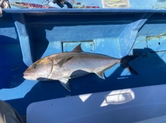 カンパチの釣果