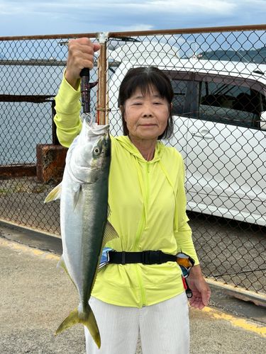 ハマチの釣果