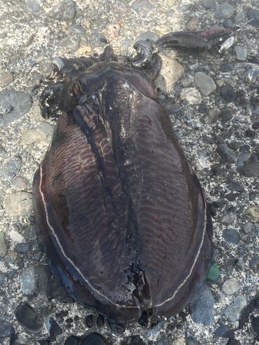 コウイカの釣果