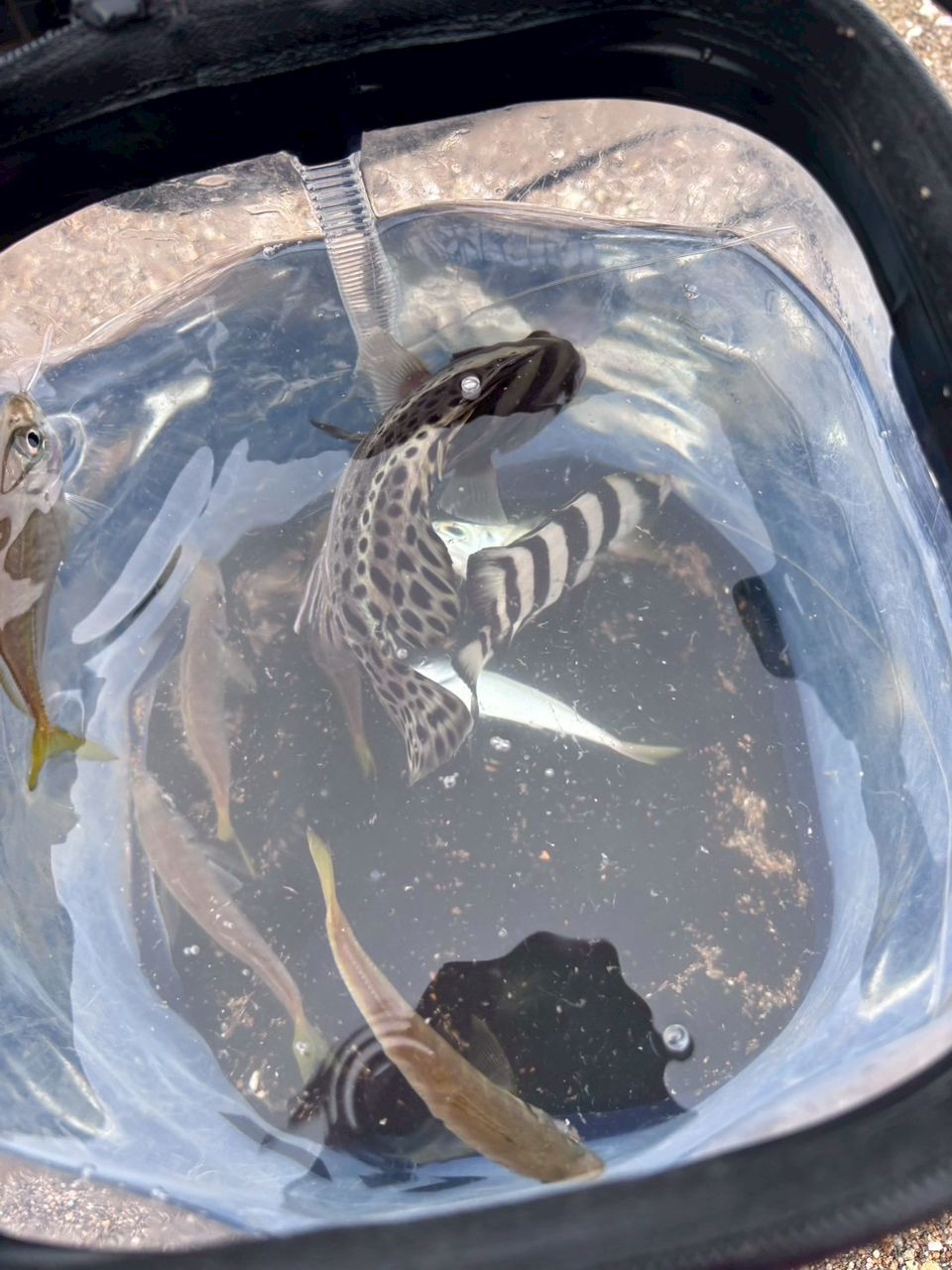 コショウダイ