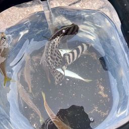 コショウダイ