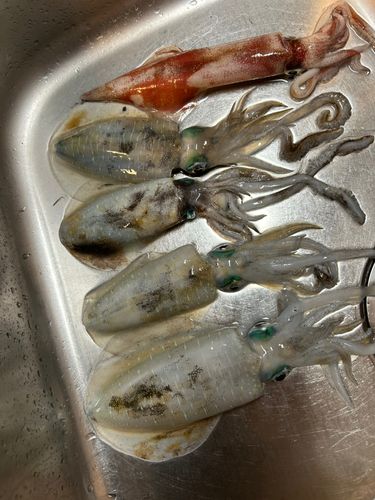 佐伯湾