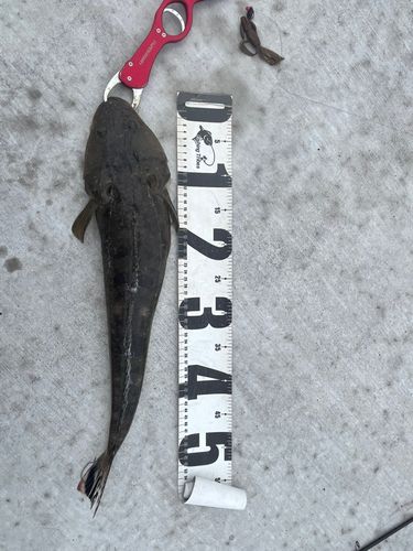 マゴチの釣果