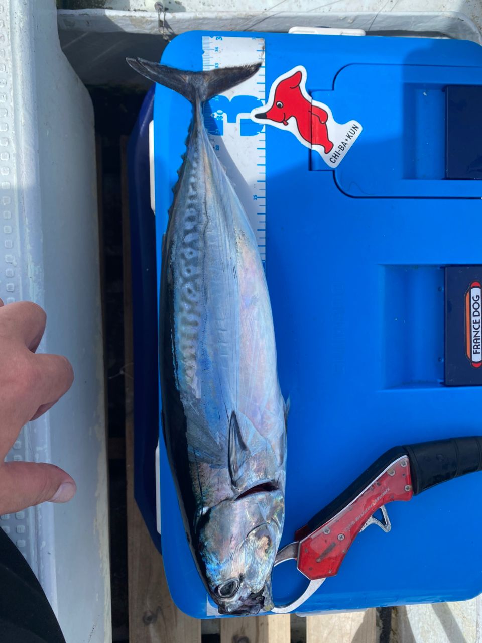 ソウダガツオ