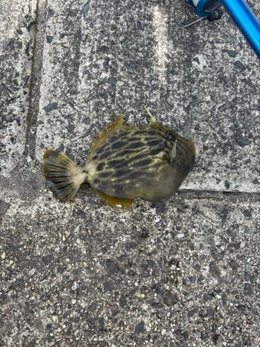 カワハギの釣果