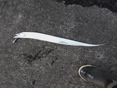 タチウオの釣果