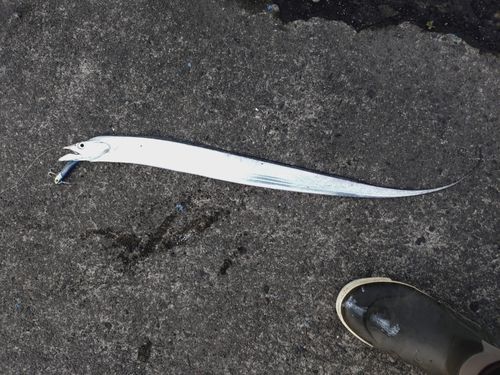 タチウオの釣果