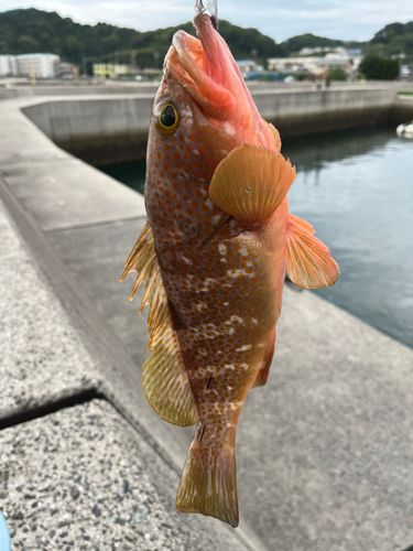 キジハタの釣果