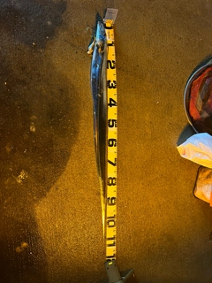 タチウオの釣果