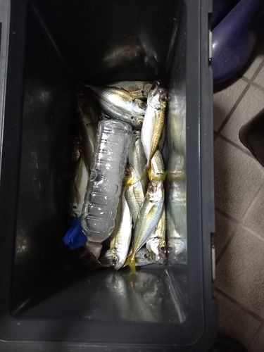マアジの釣果