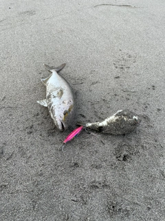 ショゴの釣果