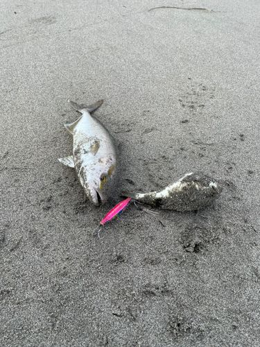 ショゴの釣果