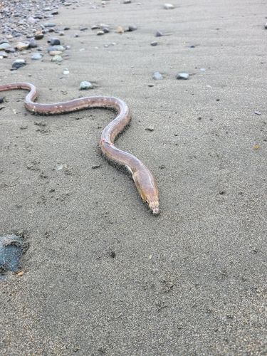 柳島海岸