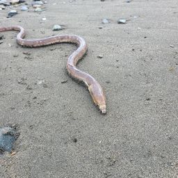 ホタテウミヘビ