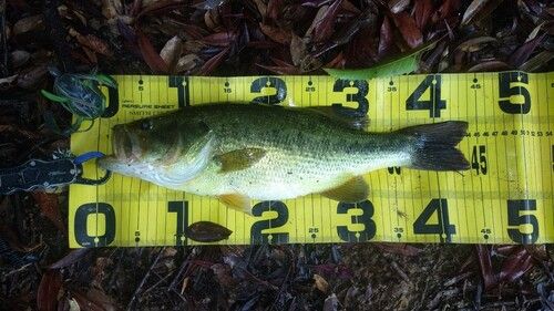 ブラックバスの釣果