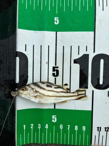 コトヒキの釣果