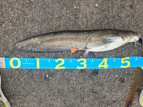 ナマズの釣果