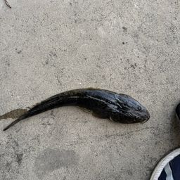 マゴチ
