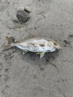 ショゴの釣果