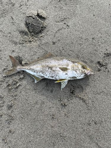 ショゴの釣果
