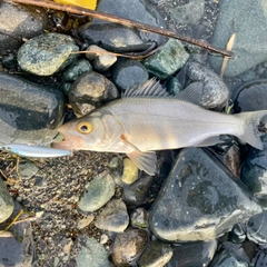 セイゴ(ヒラスズキ)の釣果