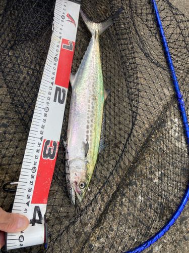 サゴシの釣果