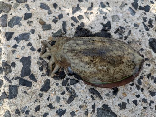 コウイカの釣果