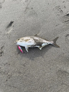 ショゴの釣果