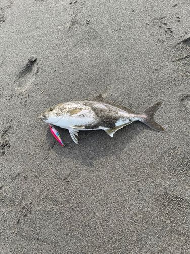 ショゴの釣果