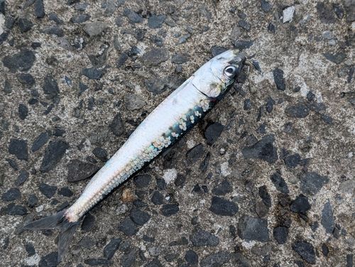 イワシの釣果
