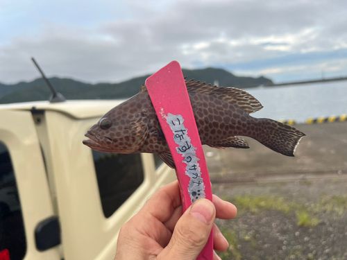 オオモンハタの釣果