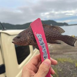 オオモンハタ