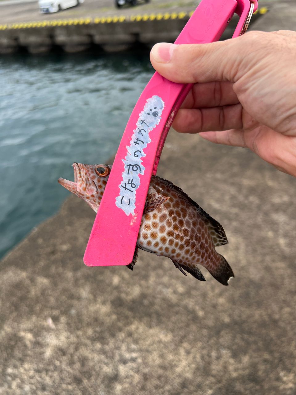 オオモンハタ