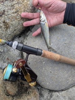 ニゴイの釣果